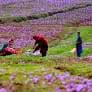 Pahalgam Excursion – Valleys & Sightseeing 